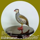کبک